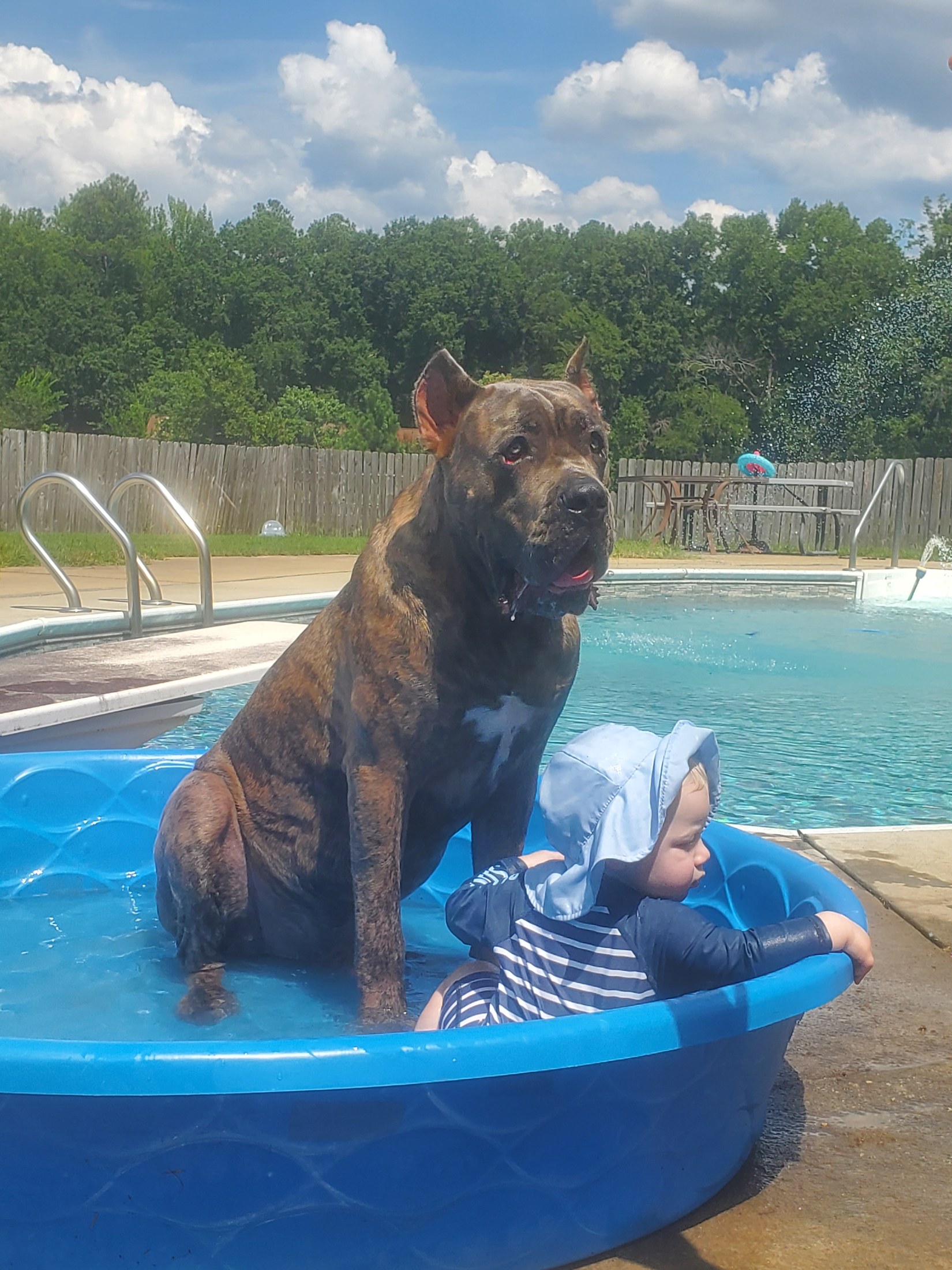 Cane Corso sitting in a kiddie pool beside a baby in a sun hat