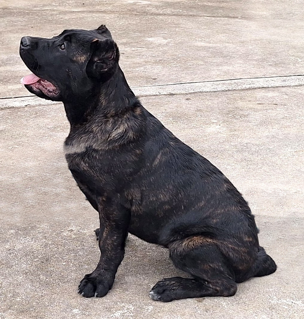 Jade, a brindle Cane Corso, sitting on a concrete drive and looking up